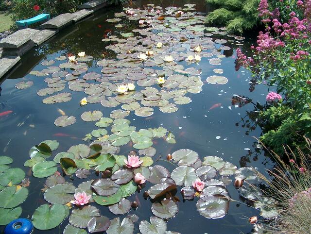 Auf schwankenden Wasserrosen tanzen Fliegen ihren Sommertanz.