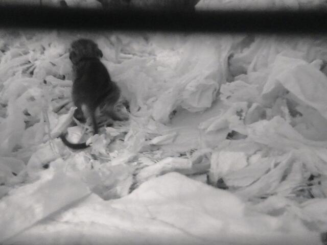 Ein Baby auf Wanderschaft, gerade ein paar Tage alt