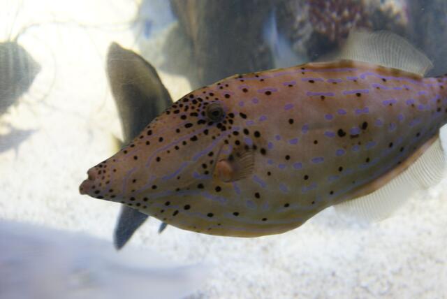 Hallo Fisch!