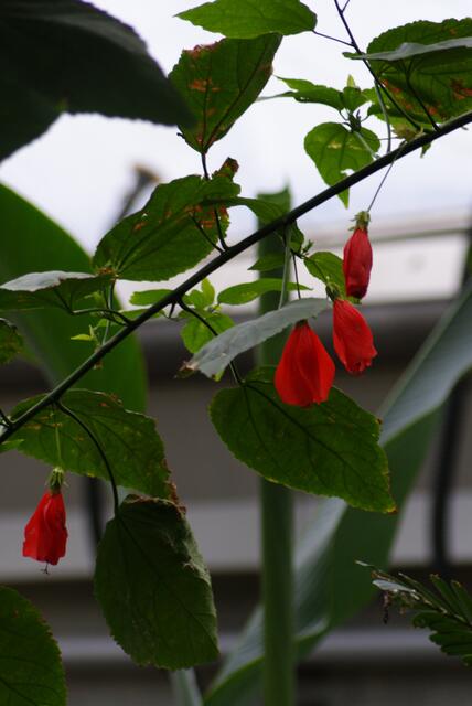 Rot ist heute die angesagte Blütenfarbe