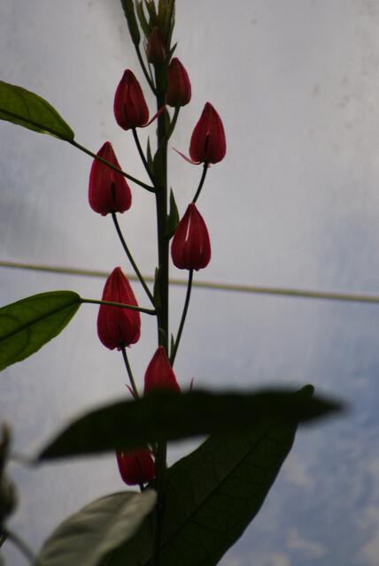 Kleine feine Blüten