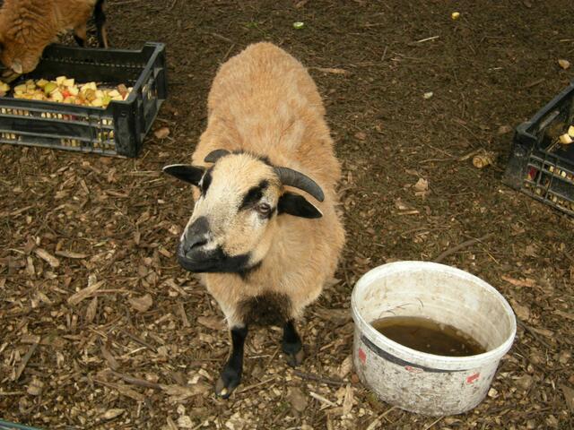 Schaf mit Horn.