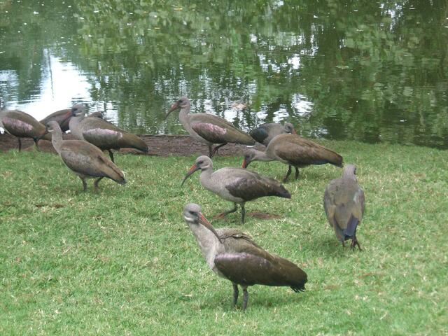 Im Botanischen Garten von Durban. Wie heißt der Vogel?