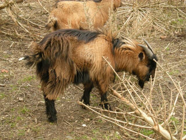 Ziegenbock.