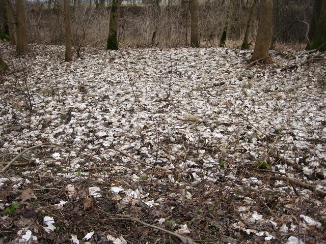 Weiß bis hellbraune Blätter bedecken den Waldboden. Schwierig, weiße Blüten zu finden, z.B. von Schneeglöckchen oder Märzenbechern