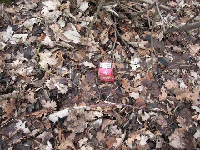 Die ersten bunten Tupfer im Auwald   ;-)