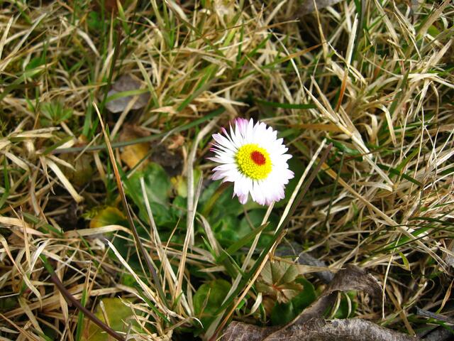 Überraschung auf der Suche nach Frühblühern