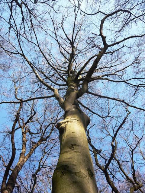 Ein Blick in den Himmel...