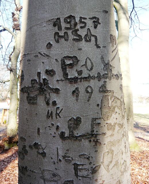 Und was lese ich da? 1957 eingeritzt in diesen Baum!