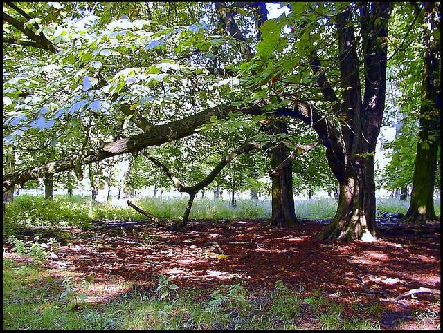 Geneigter Baum