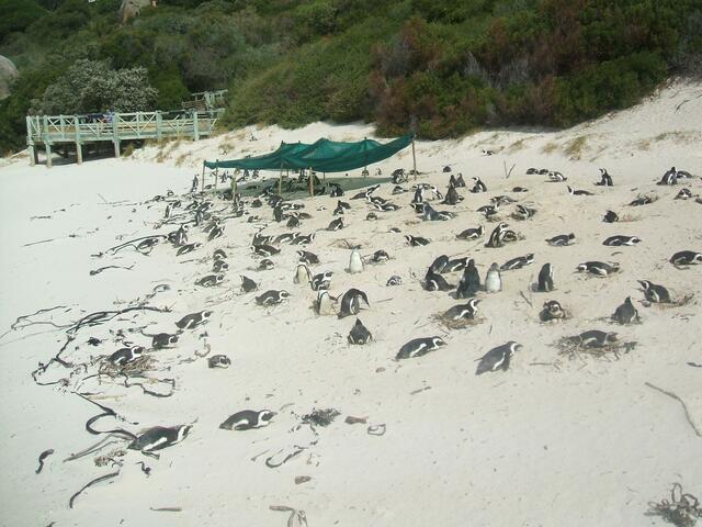 Stinkende Pinguin-Kolonie