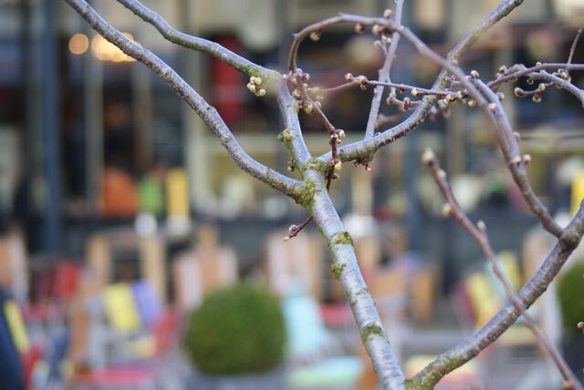 Ab morgen ist Frühling!