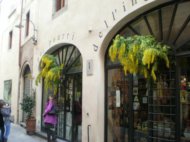 Mit Mimosen dekorierte Geschäfte in Lucca