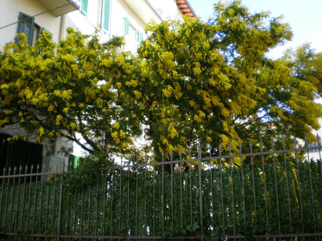 Ein Mimosenbaum in Florenz