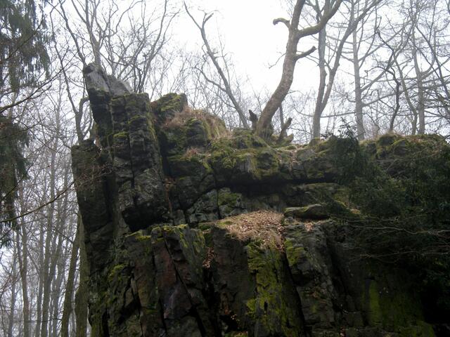 Wie alt mag der Baum wohl sein ?