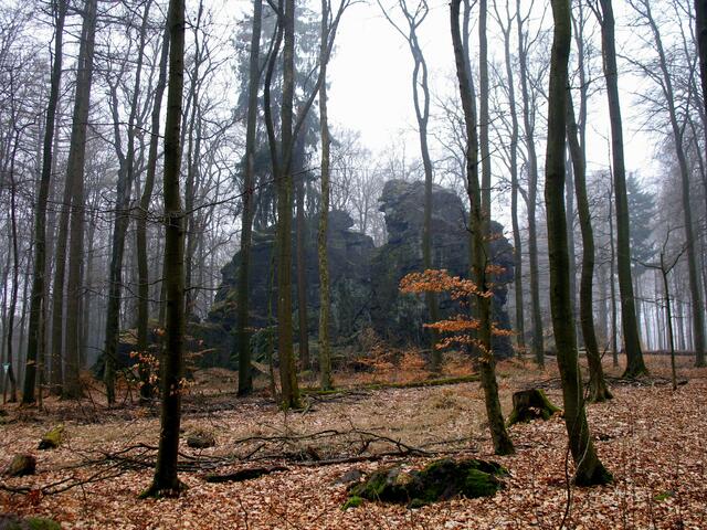 Wilhelmsteine im hohen Buchenwald
