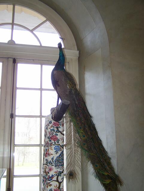 Prächtiger Pfau