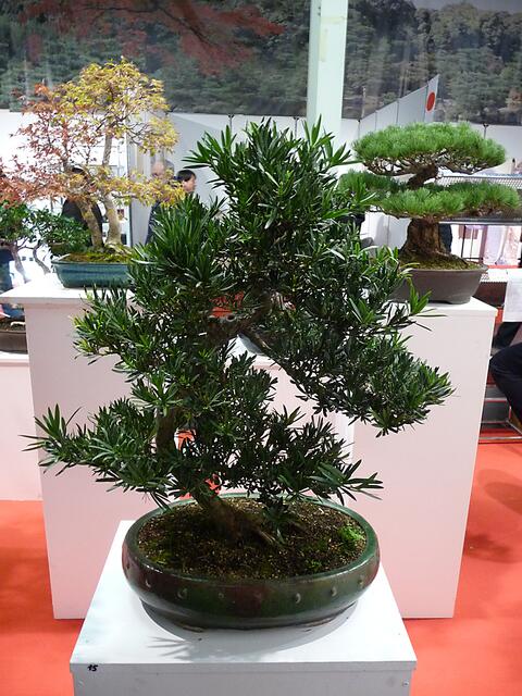 Bonsai aus Adelsried