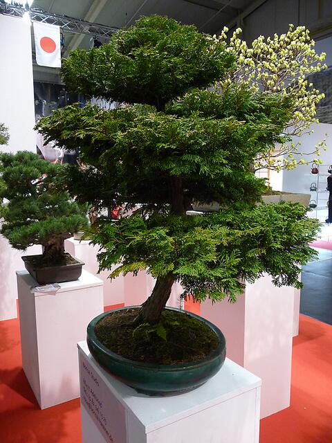 Bonsai aus Adelsried