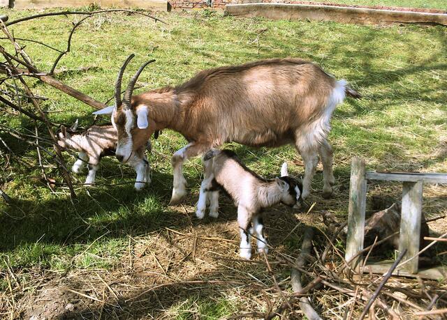 Lieselotte mit Lümmel und Lena