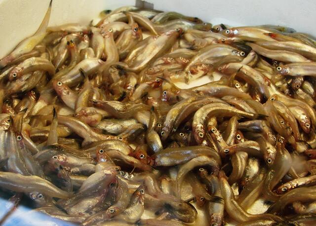 ...frisch geräucherte Sprotten...doch die schauen noch so seltsam...