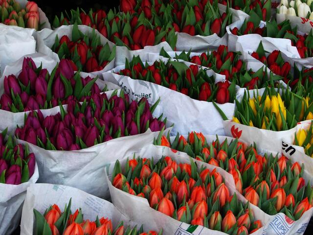Tulpen, Tulpen, Tulpen......