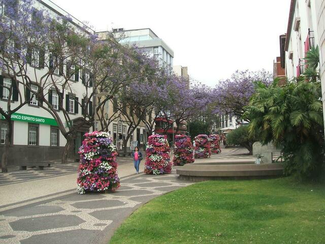 In Funchal: Blumentürme und Jacaranda-Bäume