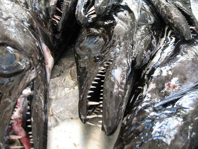Espada Negra: Raubfisch aus der Tiefsee