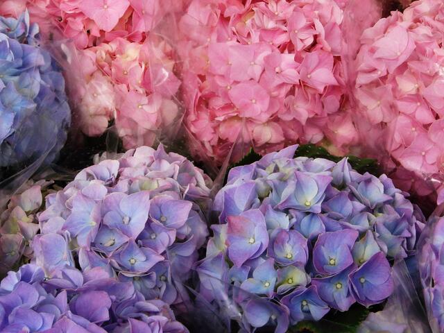 Hortensien, verschiedene Farben
