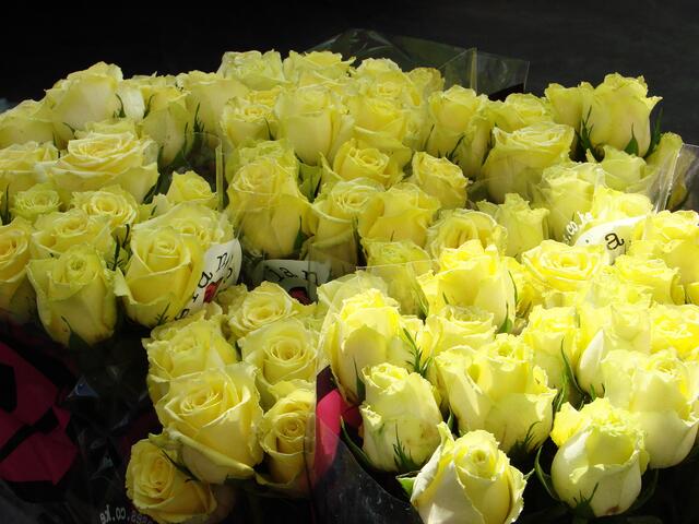 ...wunderschöne Rosen.....