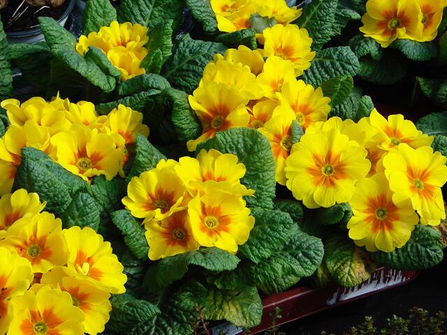 ..die Frühjahrsblüher