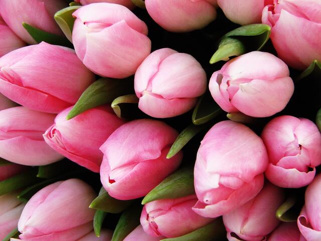 ...dann schick ich Dir, Tulpen....nicht aus Amsterdam....