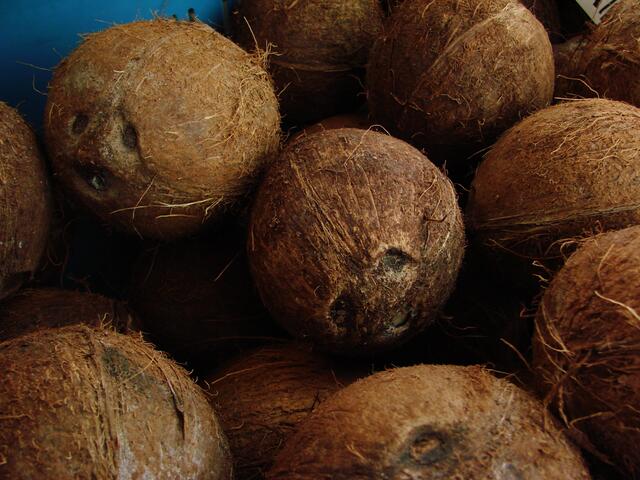 wer hat die Kokusnuss ........ ?