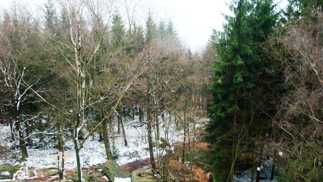 Hoch stehen wir über dem Wald