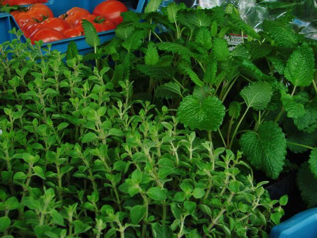 ..die Küchenkräuter