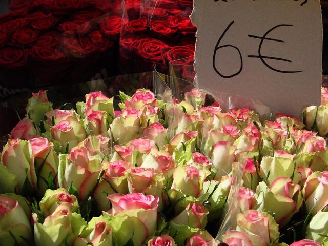 Glaubt es mir doch,  20 Rosen bekommt Ihr für nur 6 Euro  -  da können wir nur von träumen ...