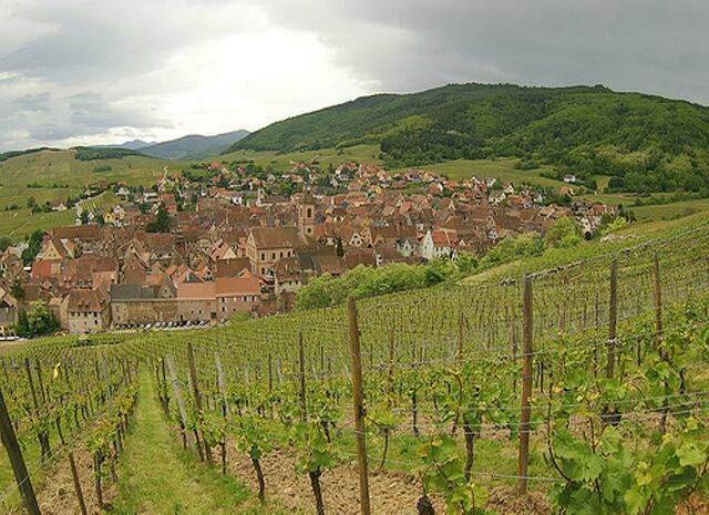 in der Senke liegt Riquewihr, das wir besuchen werden. Eine Verordnung der Gemeinde aus dem Jahr 1575 erlaubte nur den Anbau edler Rebensorten. Diesem verdankt der Ort seinen Reichtum. | Foto: Adam Baker - http://commons.wikimedia.org/wiki/File:Descending_into_Riquewihr_through_vineyards.jpg