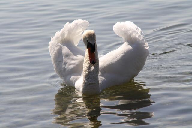 einer der vielen Schwäne, die ganz dicht ans Ufer kommen