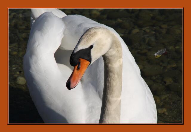 schon wieder ein Schwan als Fotomodell