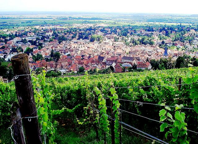 Barr ist für seinen Weinmarkt im Juli bekannt. Der Weinmarkt besteht seit 1906 und zählt zu den ältesten der Region. Dreihundertfünfzig verschiedene Weine sind zu kosten. Hier in der Region wächst ein besonders guter Sylvaner. | Foto: http://commons.wikimedia.org/wiki/File:Barr_panorama.JPG