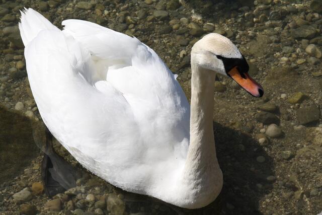einer der vielen Schwäne, die ganz dicht ans Ufer kommen