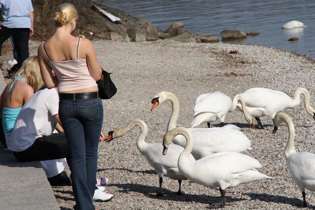 Fütterung der Raubvögel