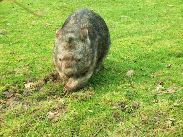 Der seltene Wombat!