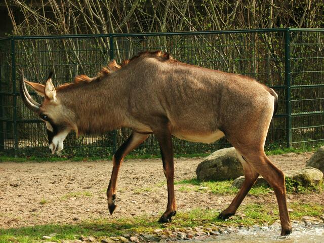 Eine Pferdeantilope!