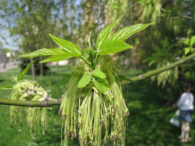 Blüten. Nichts für Allergiker (Heuschnupfen).