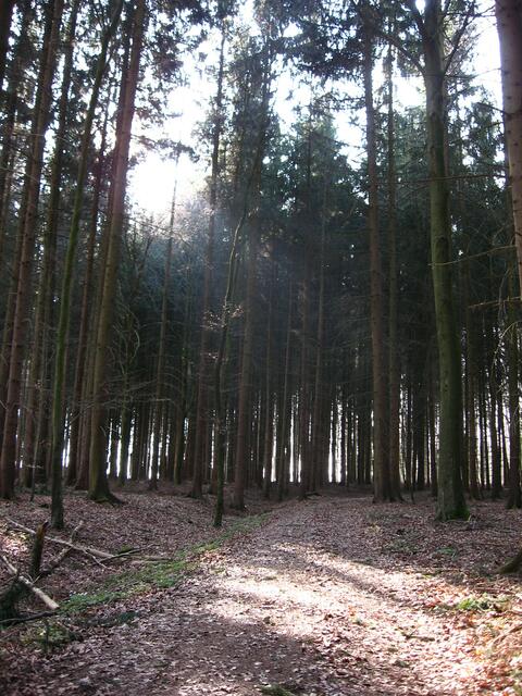 kaum zu glauben, in diesem nunmehr lichtdurchfluteten Wald wurde 1921 ein Mensch ermordet