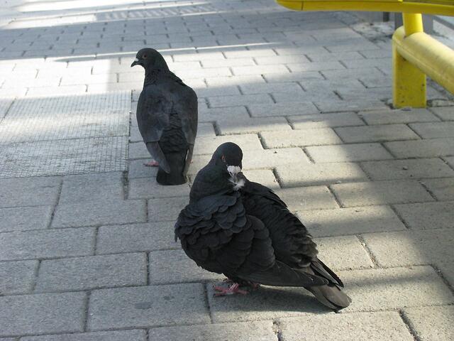 Danach der Frühjahrsputz. :-))