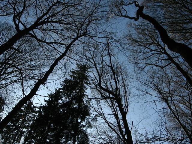 Tatort Ziertheimer Wald