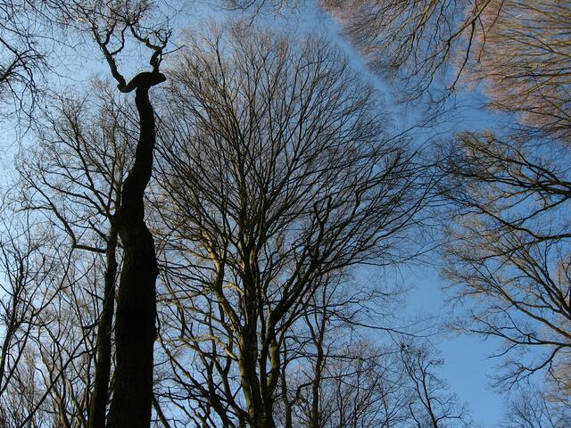 Tatort Ziertheimer Wald