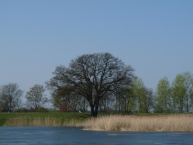 eine majestetische Eiche